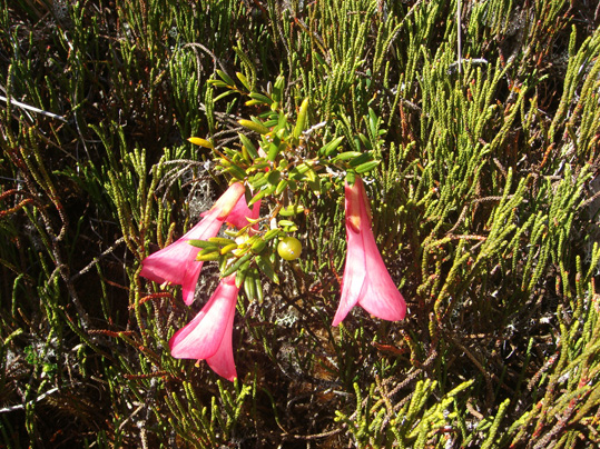 philesia